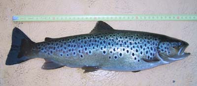 Brown trout 43 cm from Landsjøen