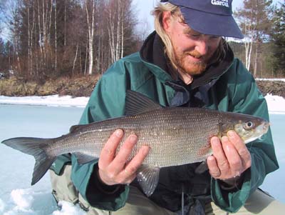 Svein Kristiansen, Whitefish 55 cms