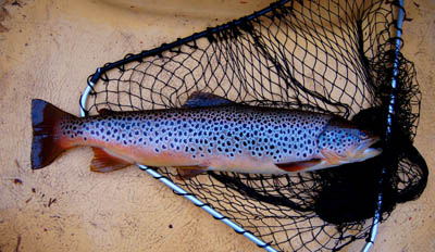 Brown trout 51 cms