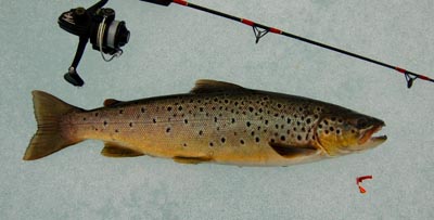 Brown trout 45 cms