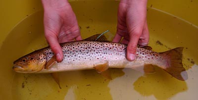 Brown trout 43 cms
