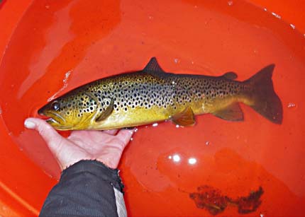 brown trout 47 cms