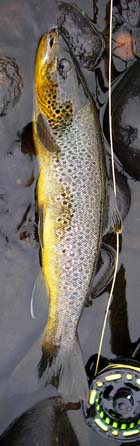 Brown trout fly zone