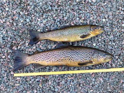 Brown_trout