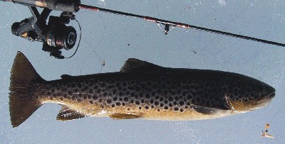 Brown trout April 2003