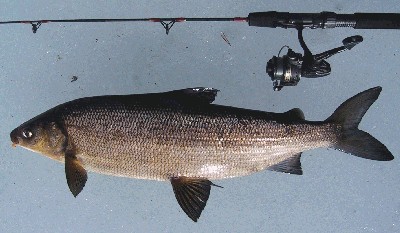 Whitefish 1.720 g