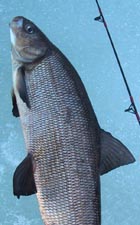 Icefishing Whitefish 2004