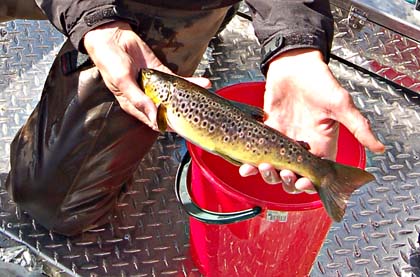 Brown_trout