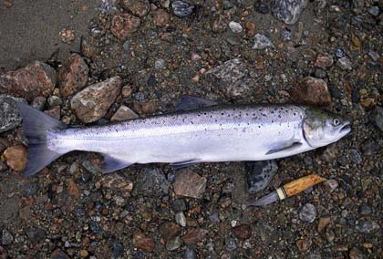 Salmon from River Søya