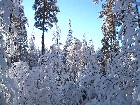 Winter forest 2002